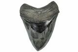 Serrated, Fossil Megalodon Tooth - Collector Quality #307429-1